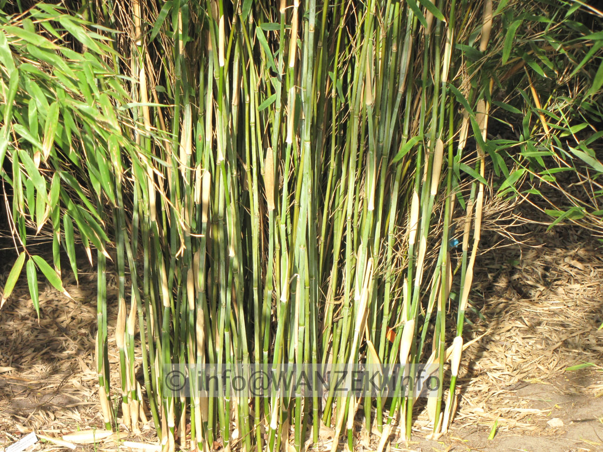 Fargesia  Halmbasis.JPG